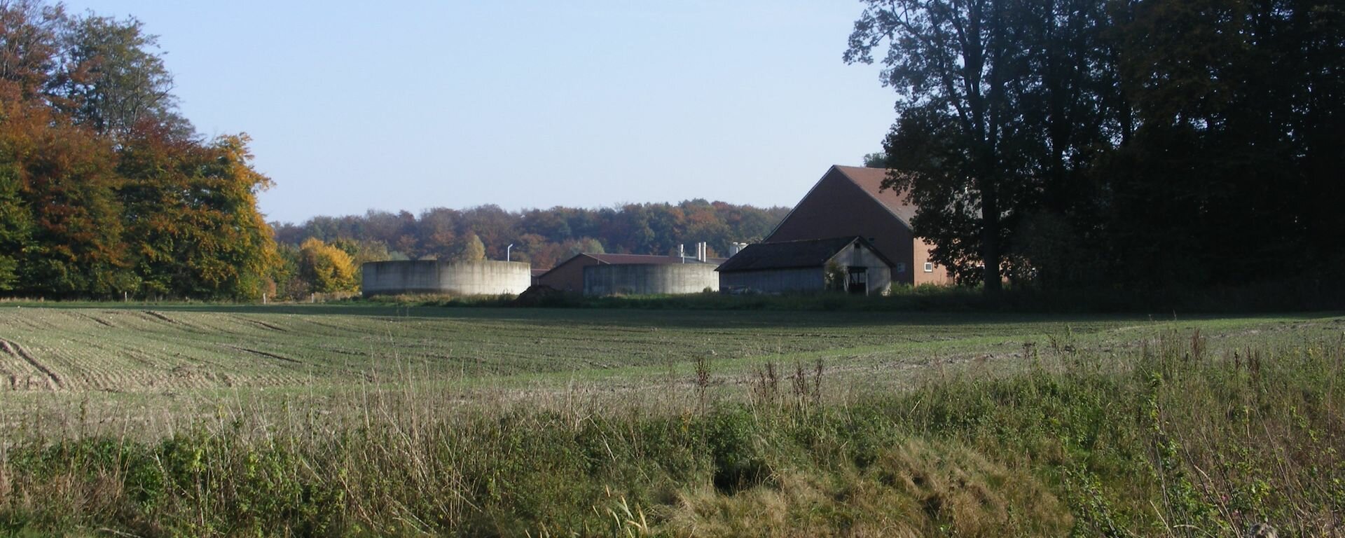 Guellelager hinter Triticale