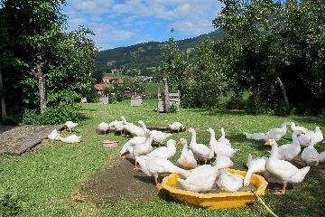 badende Gänse zum Einstieg